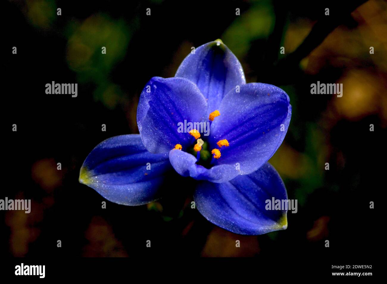 Las estrellas azules (Chamaescilla corymbosa) son una flor bastante azul,  con un nombre horrible. Sus brillantes flores azules iluminan el suelo del  bosque en verano Fotografía de stock - Alamy