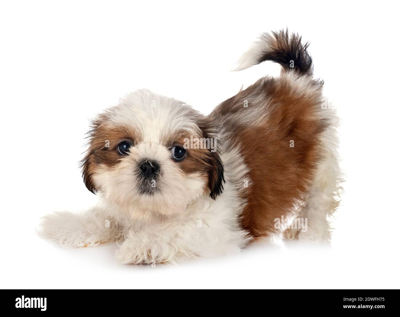 Cachorro Shih Tzu delante de fondo blanco Fotografía de stock - Alamy
