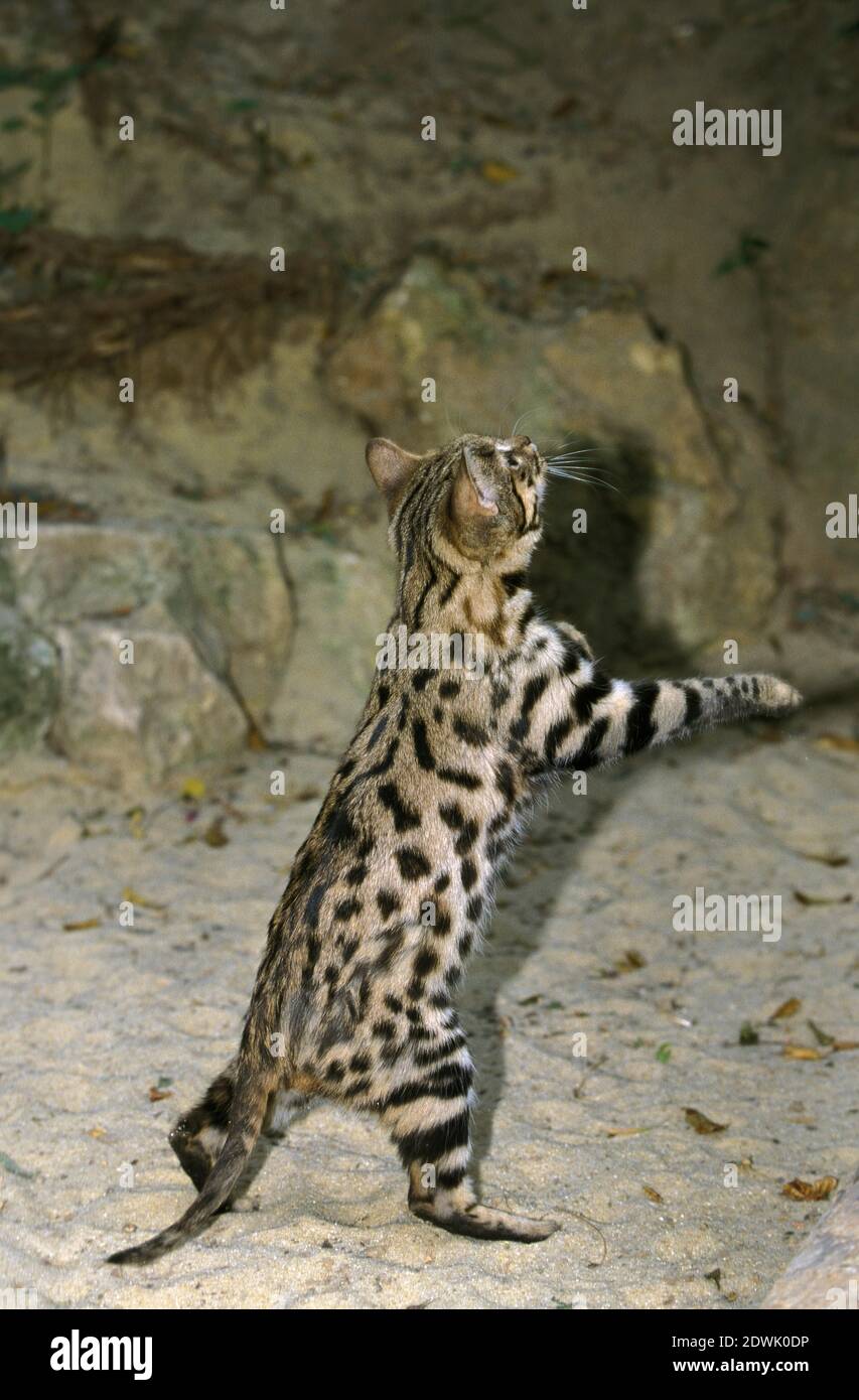 Gato de patas negras, felis nigripes, de pie en las piernas de Hind Foto de stock