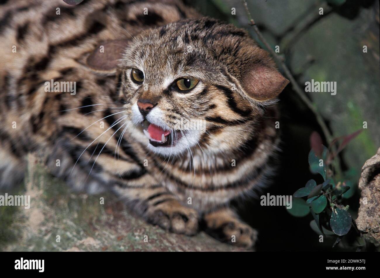 Negro-footed Cat, felis nigripes, gruñendo Foto de stock