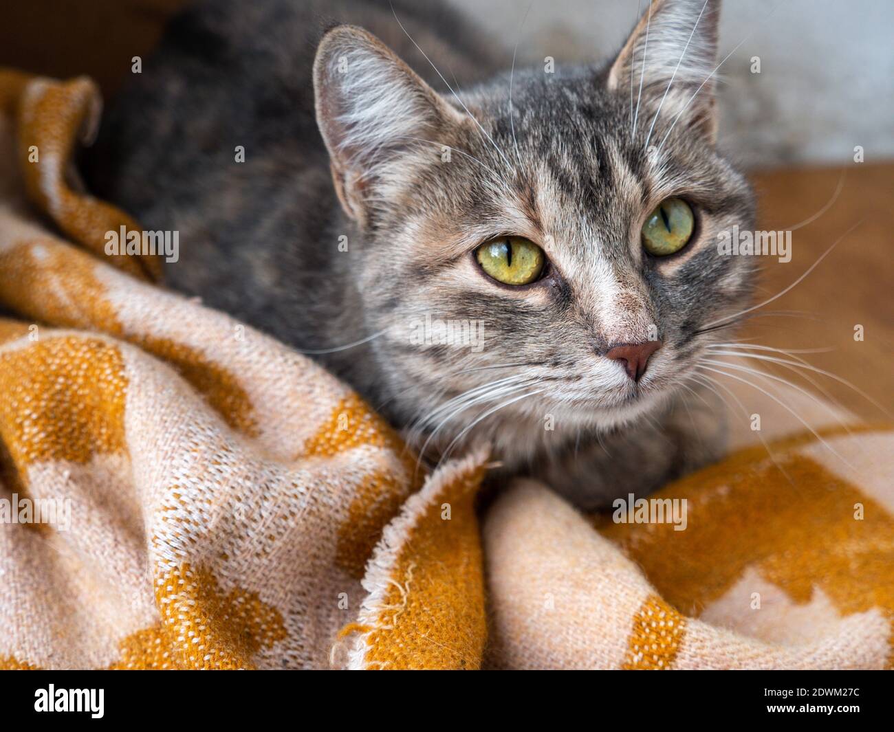 No pedigrí tabby gato gris con hermosos ojos verdes tumbados tranquilamente en la manta en el porche de un edificio alto. Foto de stock