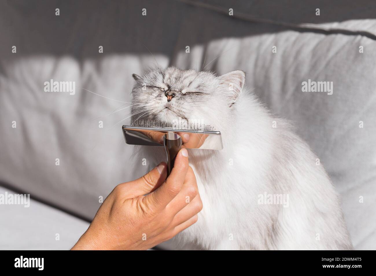 La mano del hombre peinando gato persa gris. Dulce gato disfrutando mientras se cepilla. Foto de stock