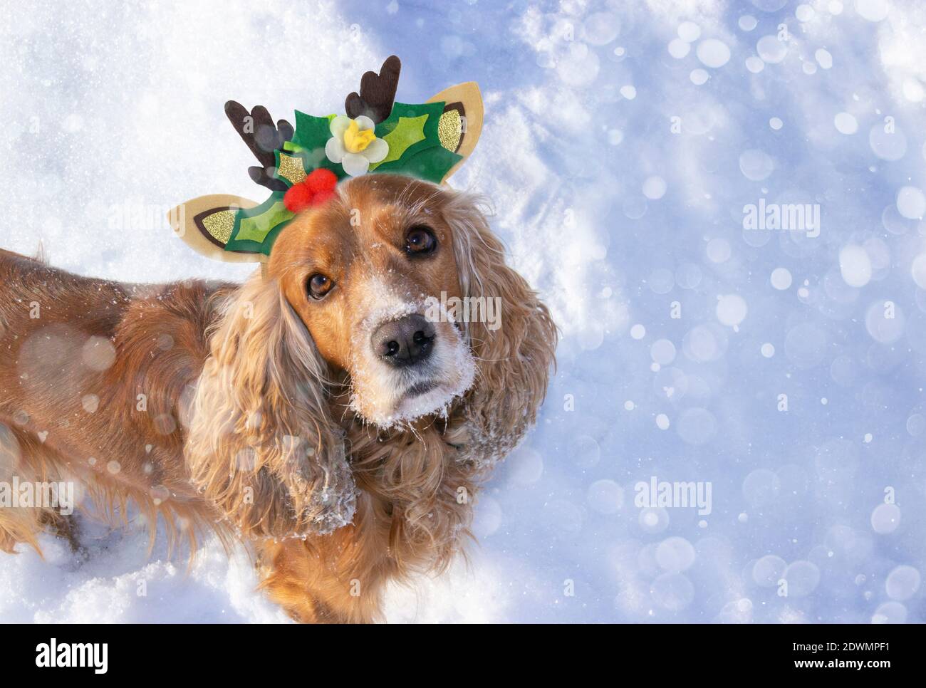 Perro en un traje navideño festivo. Inglés Cocker Spaniel con cinta de pelo  con cuernos de renos. Concepto de celebrar las vacaciones de año nuevo con  mascotas Fotografía de stock - Alamy
