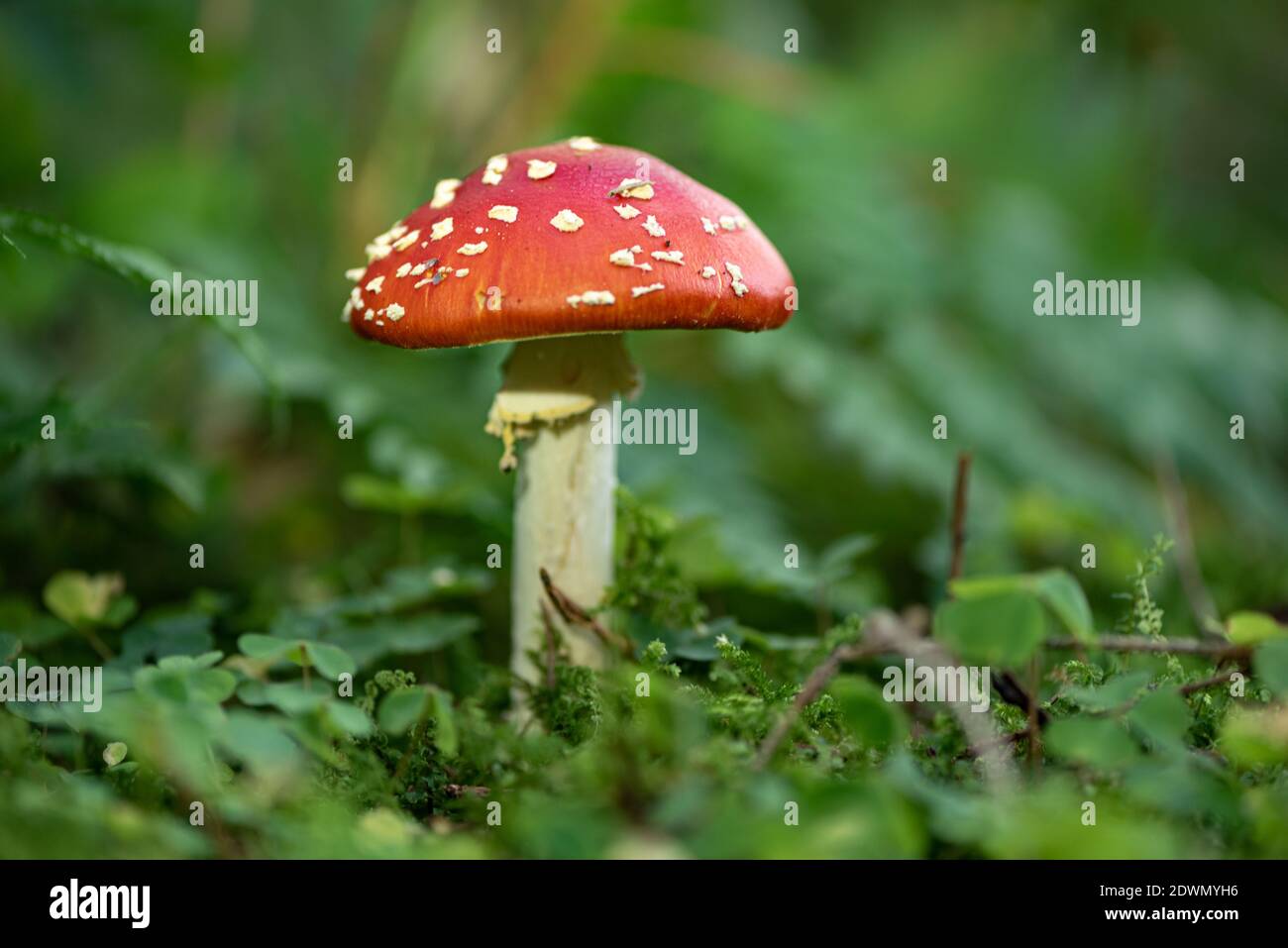 Cerca de belleza toadstool setas, la del "reig bord" en el suelo del bosque, Baviera, Alemania Foto de stock