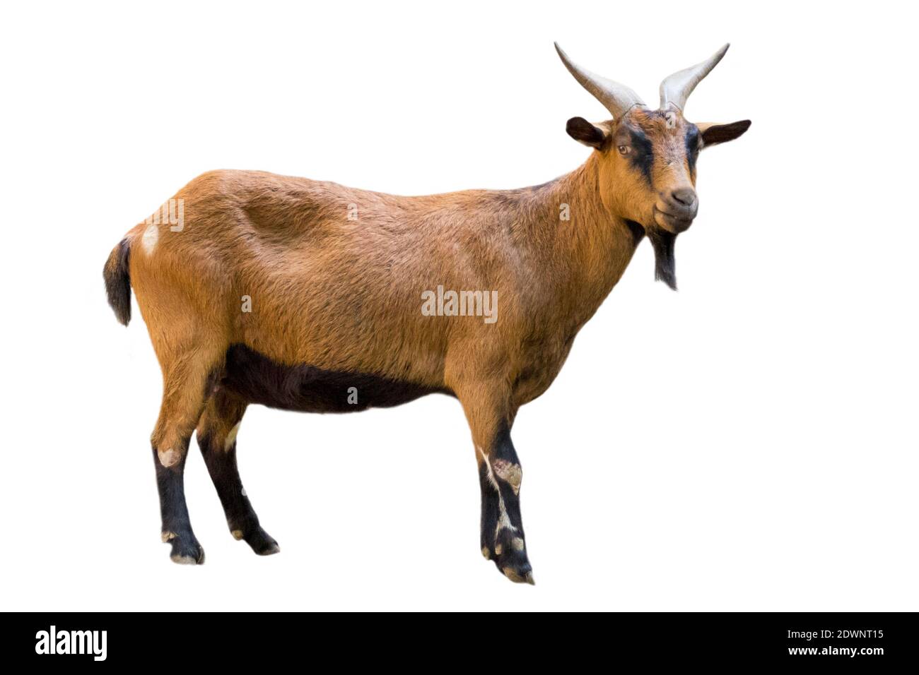 Imagen de una cabra marrón sobre fondo blanco. Animales de granja. Foto de stock