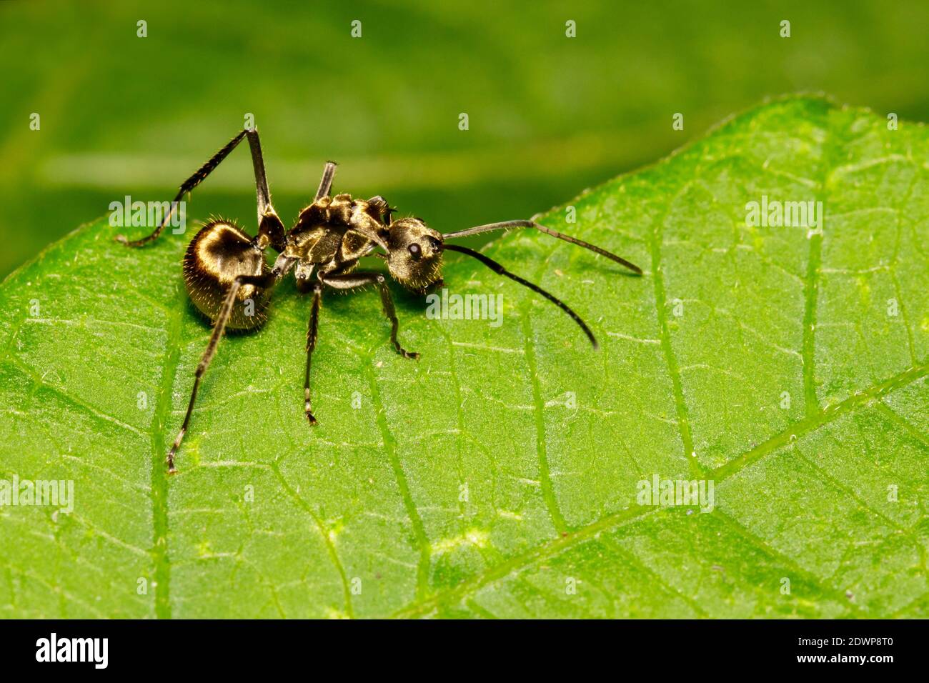 Imagen de una hormiga (zambullidas de Polyrhachis) en hoja verde. Insecto. Animal. Foto de stock