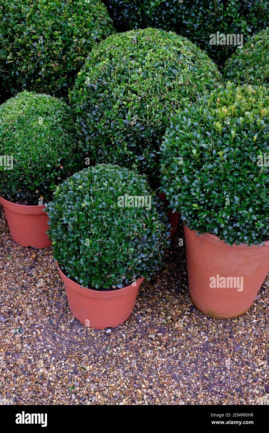 Caja de bolas de plantas fotografías e imágenes de alta resolución - Alamy