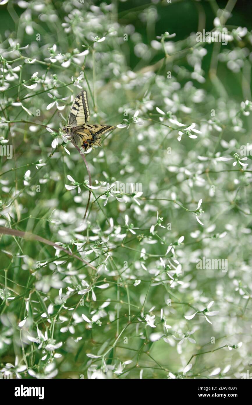 Una hermosa y delicada mariposa disfrutando de la primavera en el jardín, vagando entre las hierbas, flores y arbustos. Foto de stock
