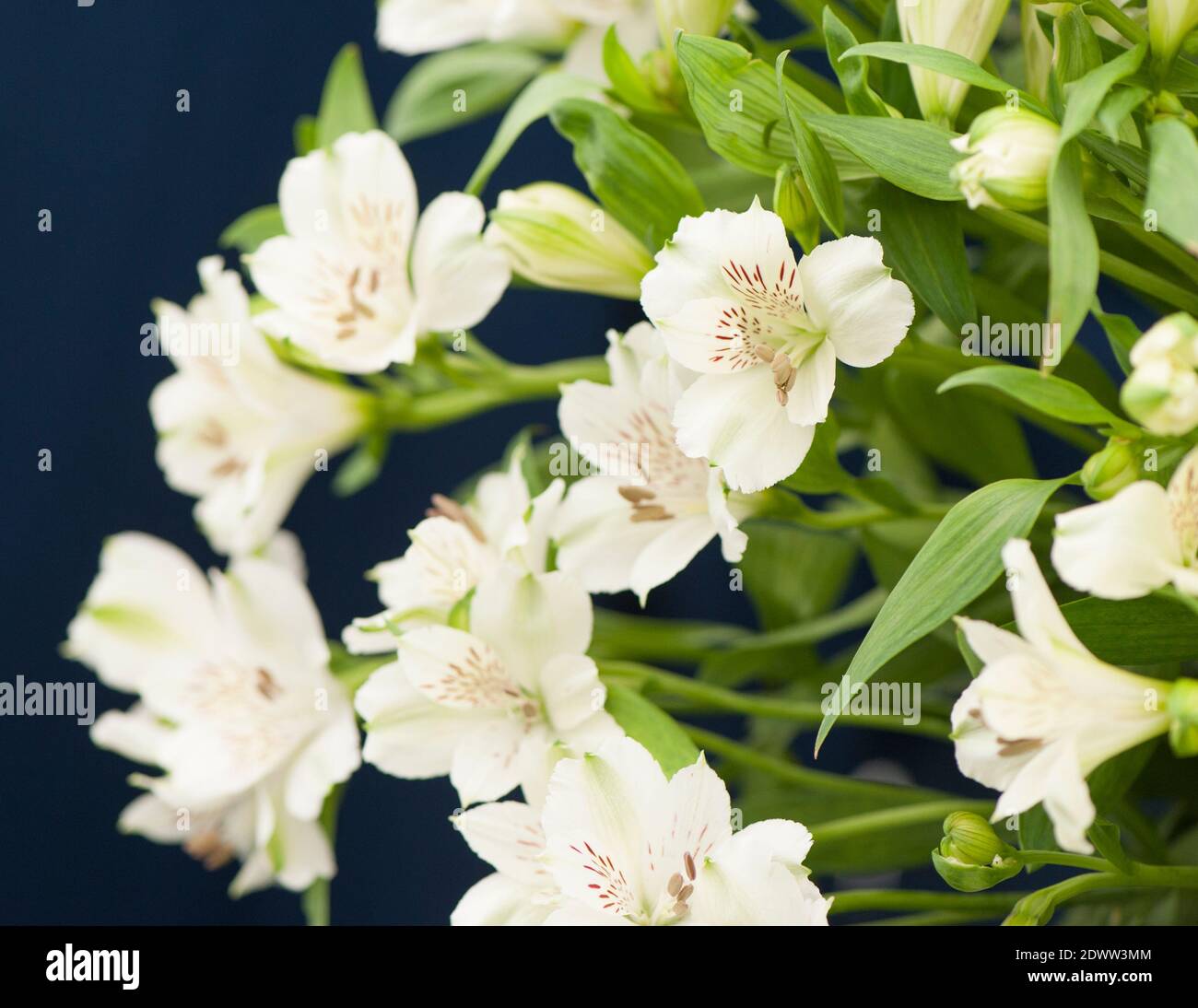 Alstroemeria híbrida 'Viginia', lirio peruano, en flor Foto de stock