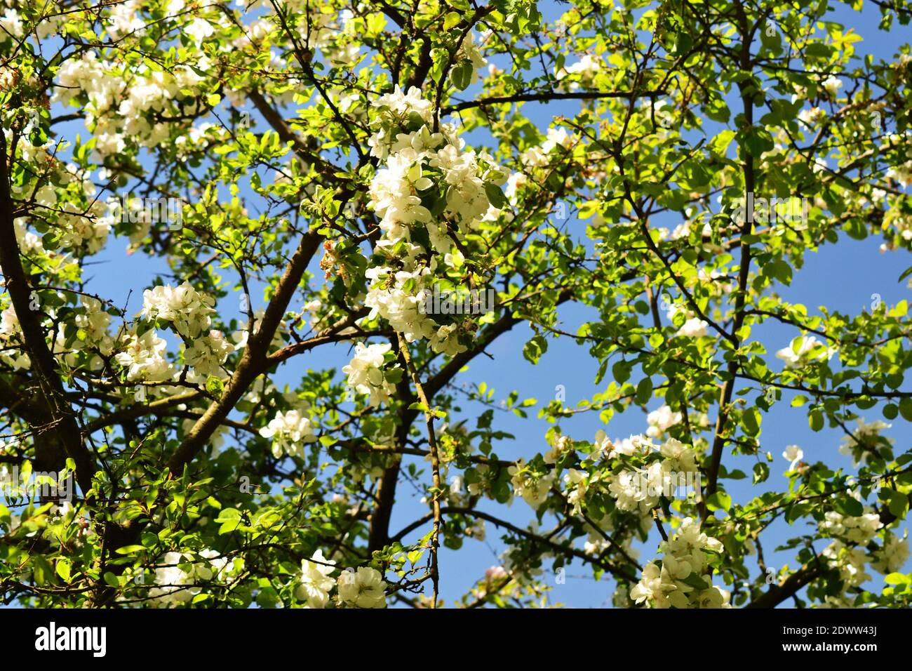 Ángulo de visión baja de árbol en flor contra el cielo Foto de stock