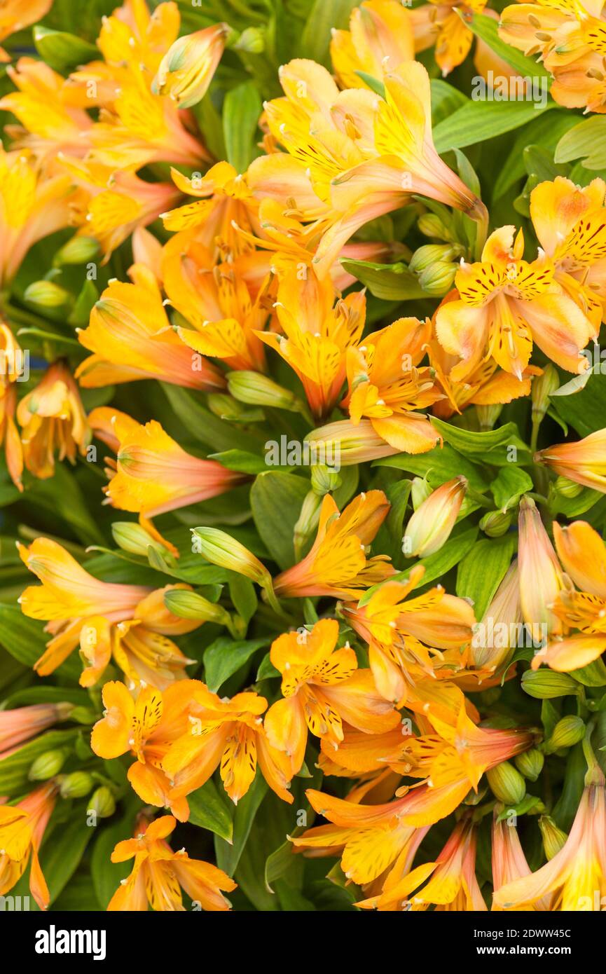 Alstroemeria híbrida 'Firenze', lirio peruano, en flor Foto de stock