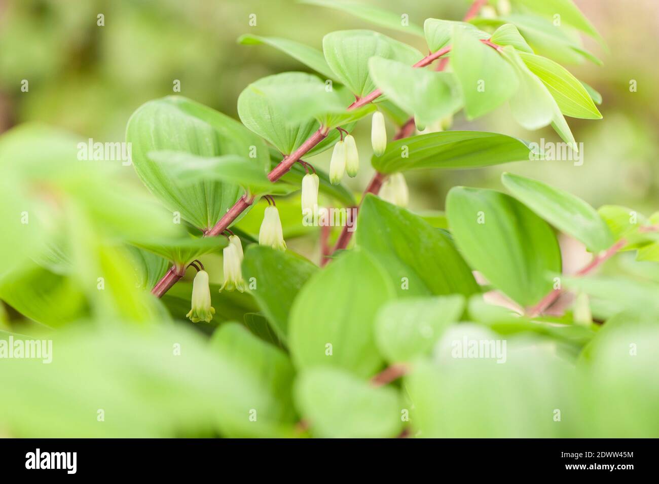 Polygonatum odoratum ‘tallo rojo’, sello angular de Salomón 'tallo rojo', en flor Foto de stock