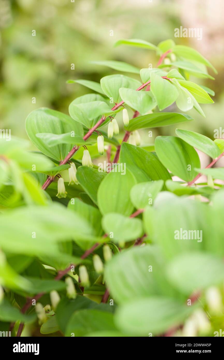 Polygonatum odoratum ‘tallo rojo’, sello angular de Salomón 'tallo rojo', en flor Foto de stock