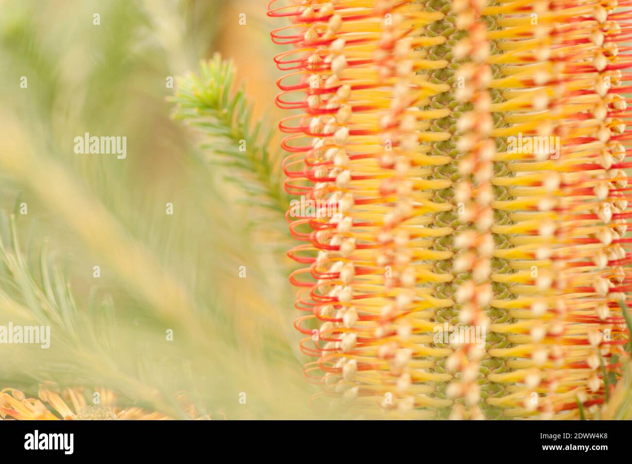 Primer plano de Banksia ericolia, Banksia de hojas de Heath, en flor Foto de stock