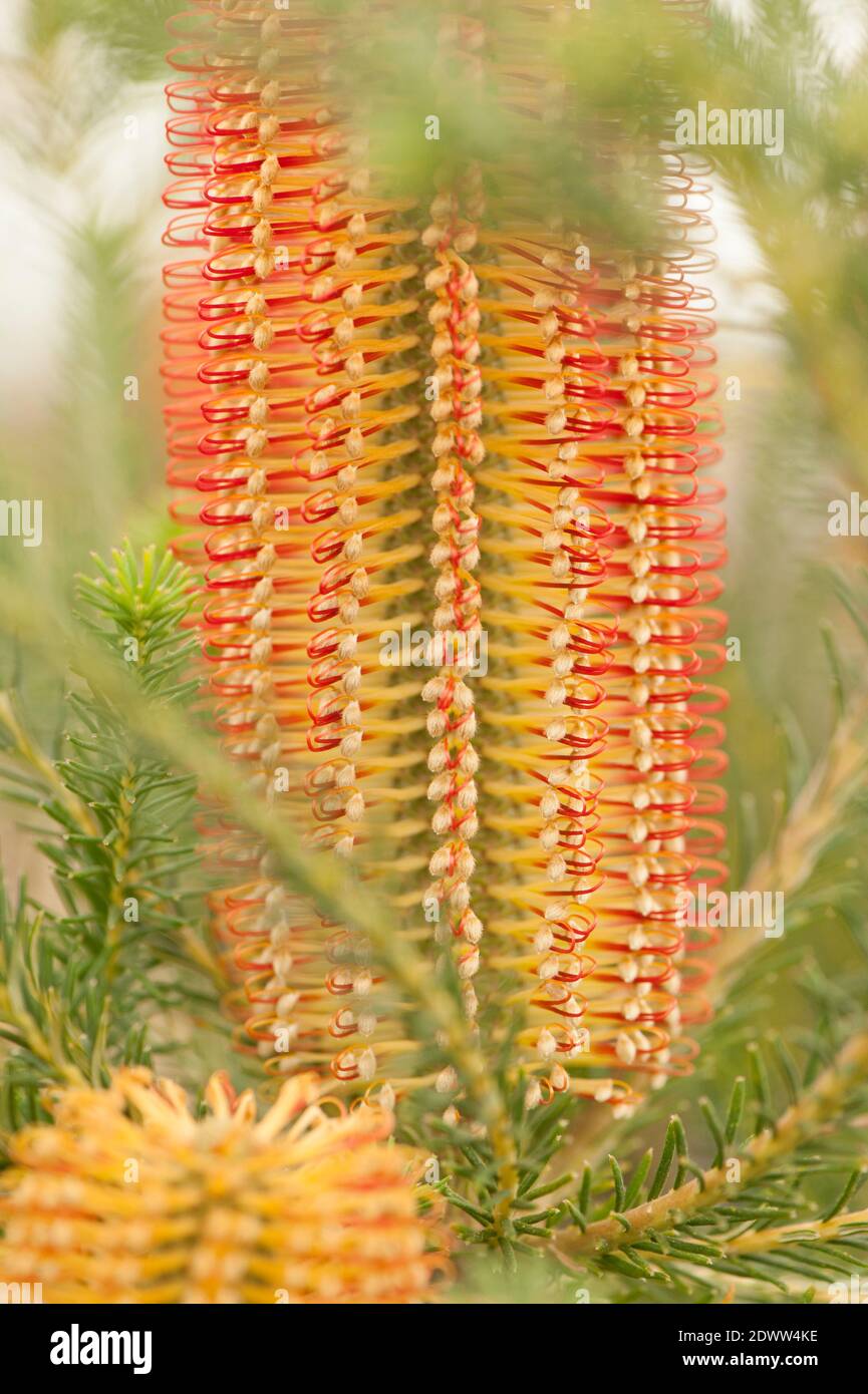 Banksia ericifolia, Banksia de hojas de brezo, en flor Foto de stock