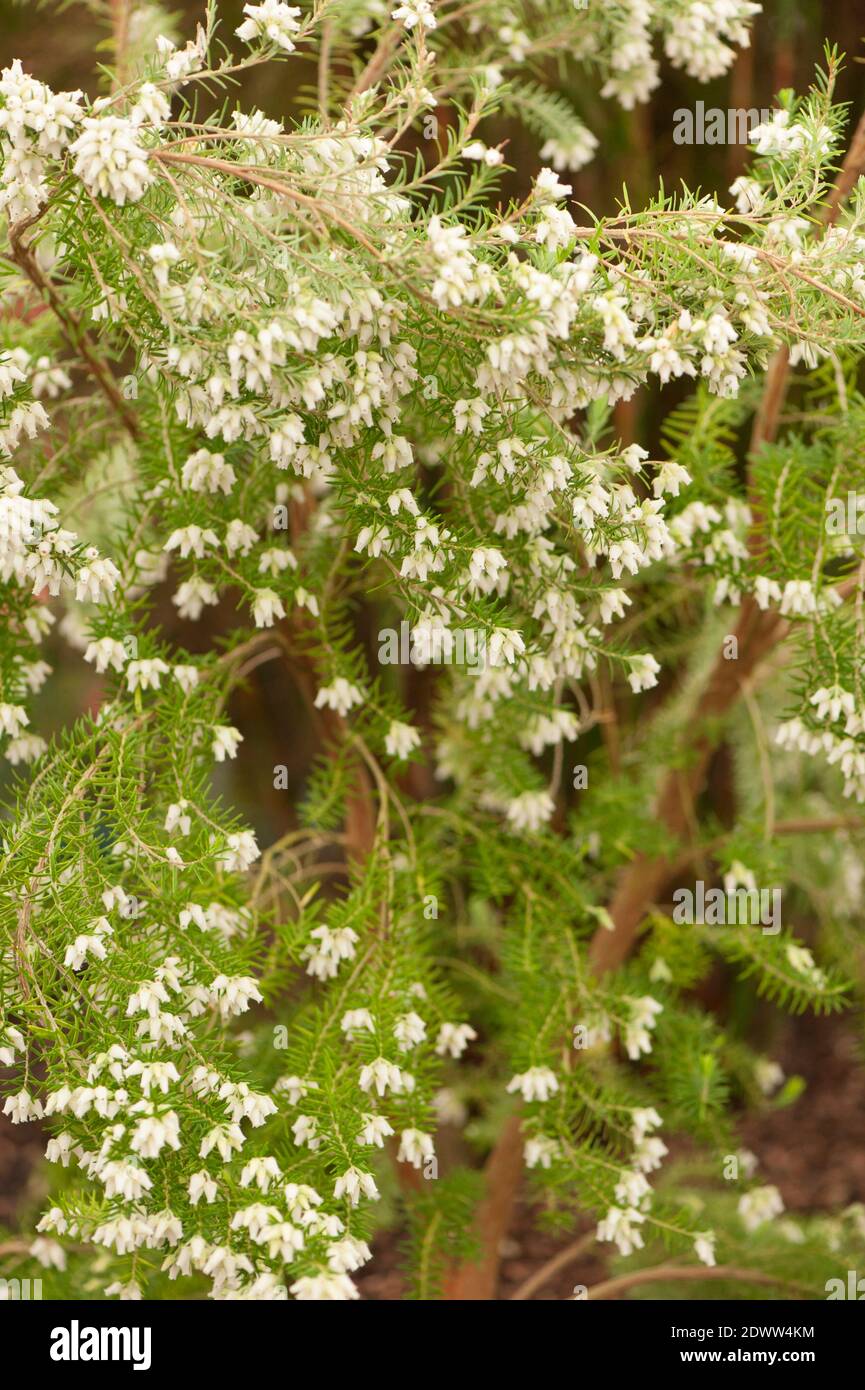 Erica caffra, Hejera de agua o Hejera de aroma dulce, en flor Foto de stock