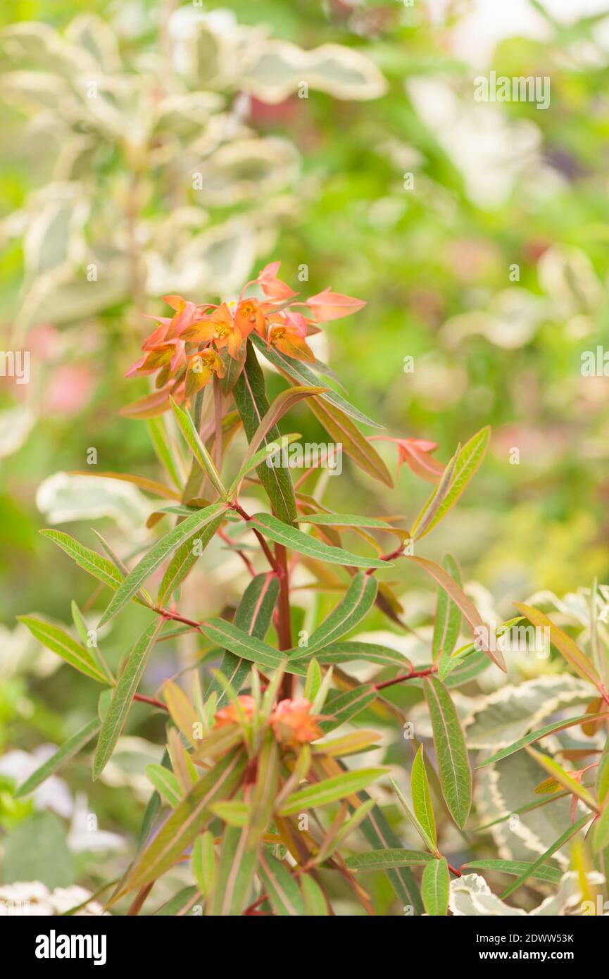Euphorbia griffithii 'Dixter', impulso 'Dixter' Foto de stock
