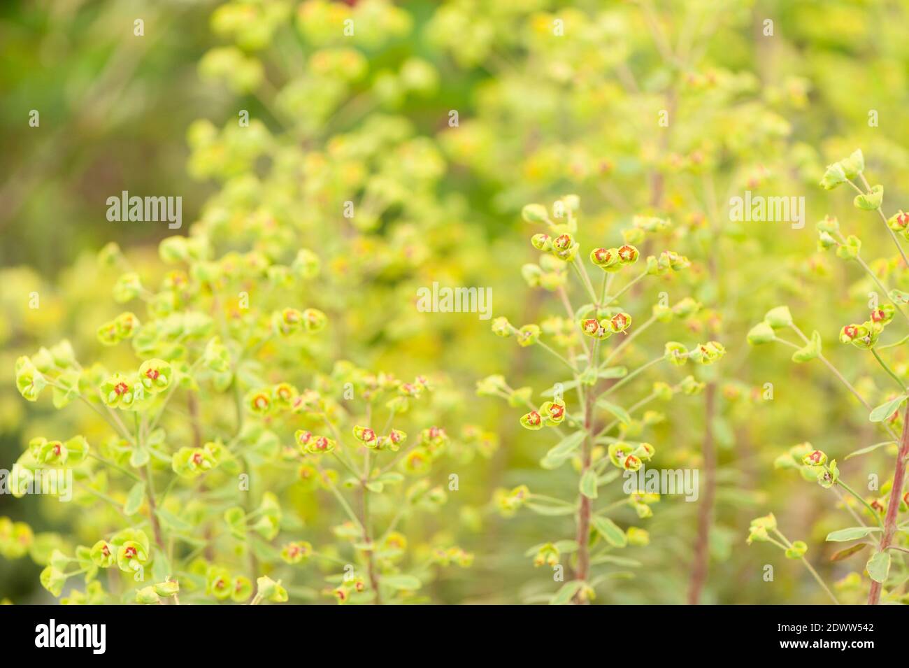 Euphorbia × martini 'Arco Iris de Ascot', el impulso de Martin 'Arco Iris de Ascot' Foto de stock