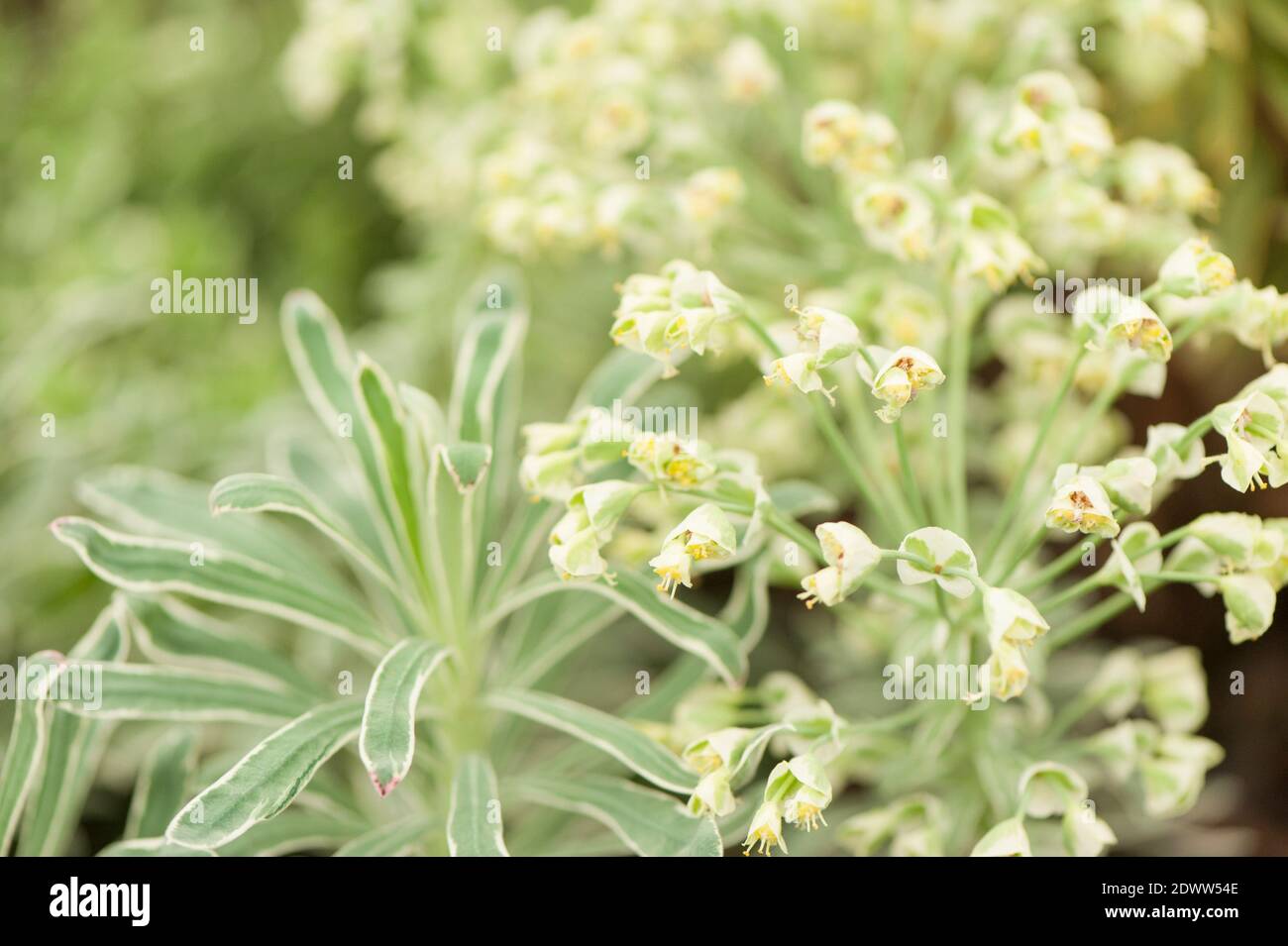 Euphorbia characias 'Glacier Blue', impulso 'Glacier Blue' Foto de stock