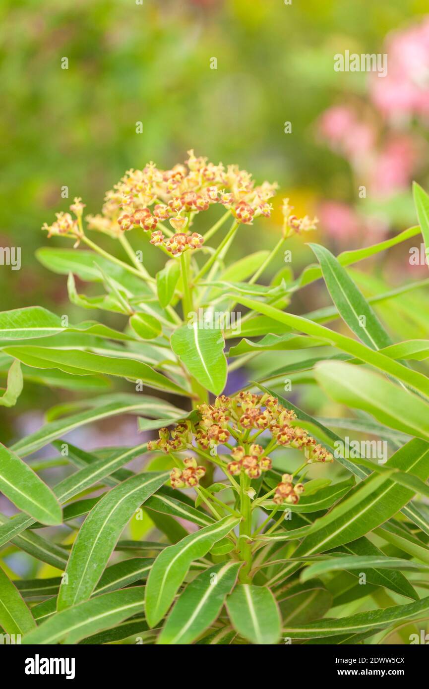 Euphorbia mellifera, Canary o Honey Spurge Foto de stock