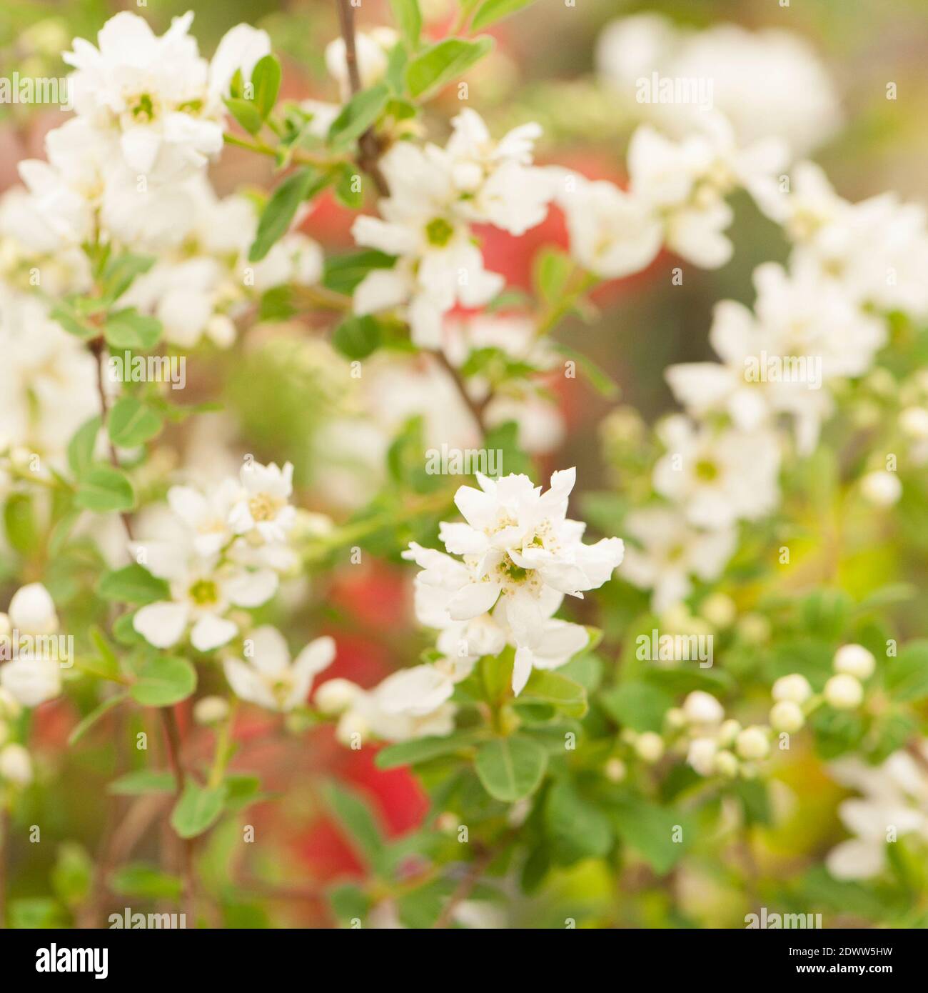 Exochorda × macrantha 'la novia', Pearlbush 'la novia', en flor Foto de stock
