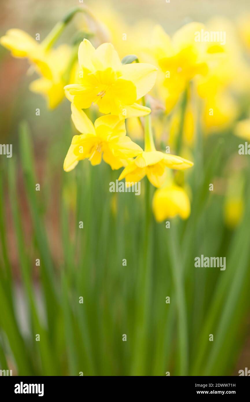 Narcissus 'Tripartito', Daffodil 'Tripartito' Foto de stock