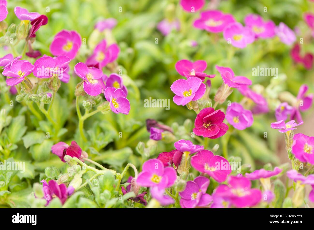 Aubrieta ‘hobden’ en flor Foto de stock