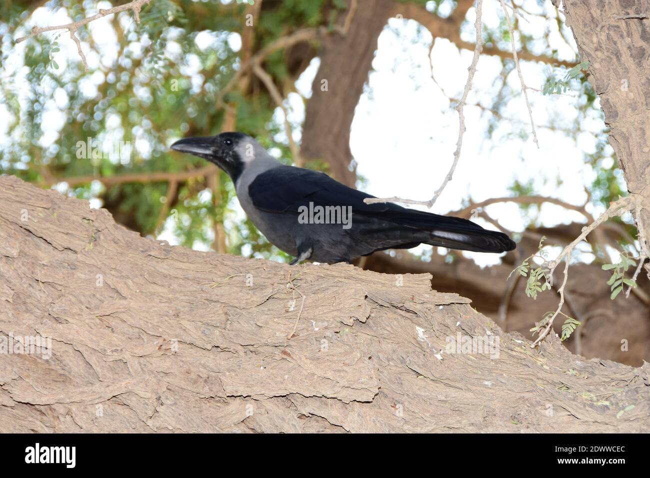 Un cuervo sentado en una rama de árbol en busca de alimentos Foto de stock