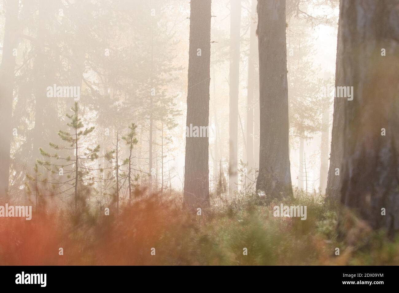 Bosque de taiga prístino en el norte de Finlandia en el Parque Nacional Oulanka durante una mística mañana de niebla Foto de stock