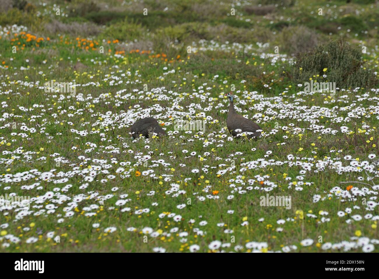 Vista de plantas de flores blancas en el campo Fotografía de stock - Alamy Vista de plantas de flores blancas en el campo Fotografía de stock - Alamy