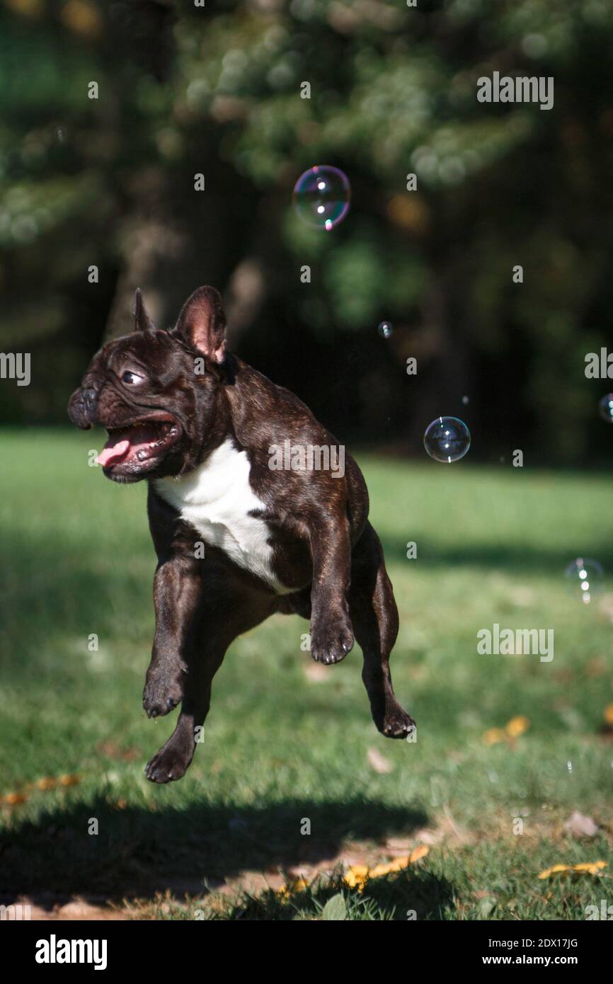 Volando marrón divertido perro Bulldog francés con burbujas de jabón en el  verano al aire libre en un fondo de vegetación y naturaleza Fotografía de  stock - Alamy