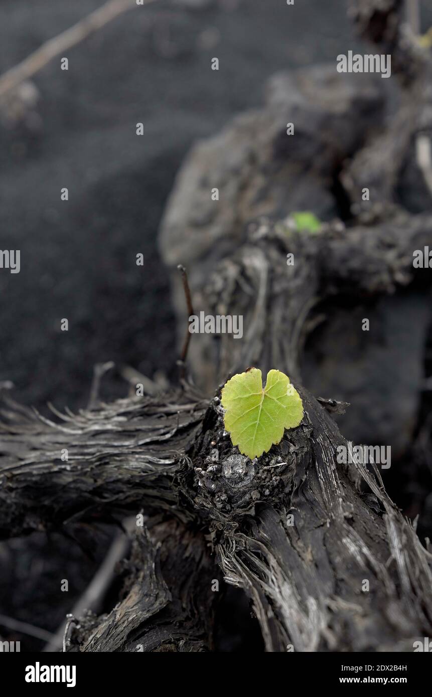 una hoja joven que emerge en primavera en una uva vieja vid en un viñedo Foto de stock