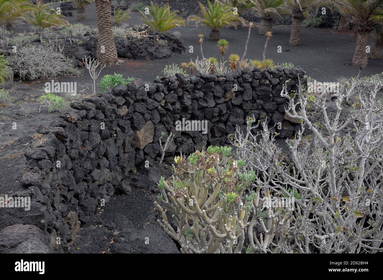 Manrique inspirado en las paredes agrícolas construidas para proteger a las vides Lanzarote de los vientos feroces se hizo eco de esto en su jardín en Su casa de burbujas de lava Foto de stock