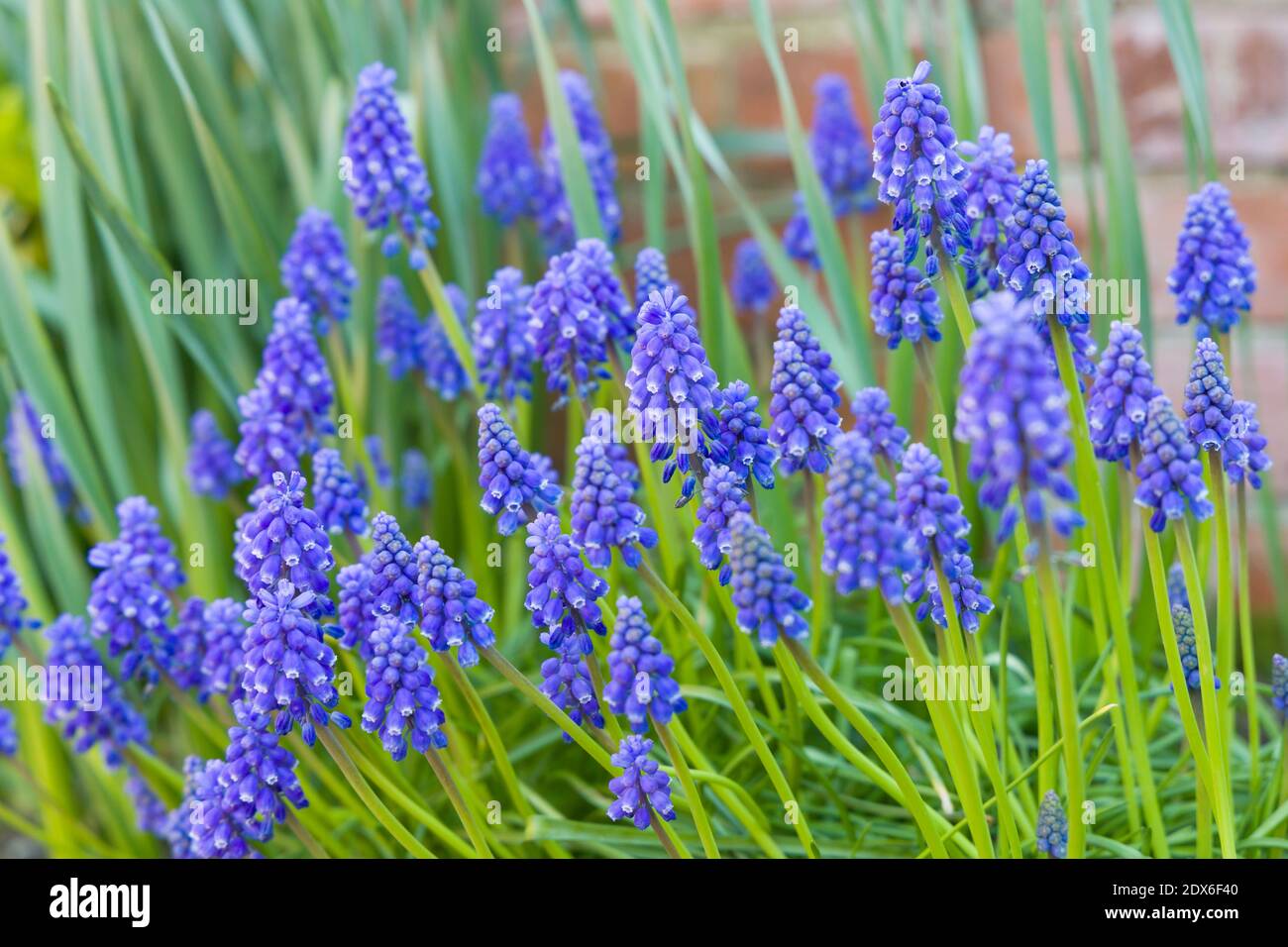 Muscari armeniacum primer plano, hiacintos de uva azul armenio primer plano, flores de primavera en flor, Reino Unido Foto de stock
