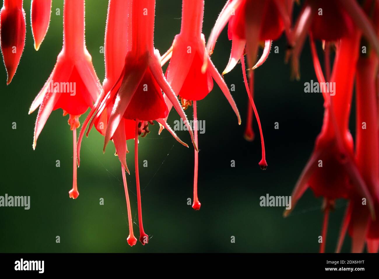 Detalle de fuchsias rojas en flor Foto de stock
