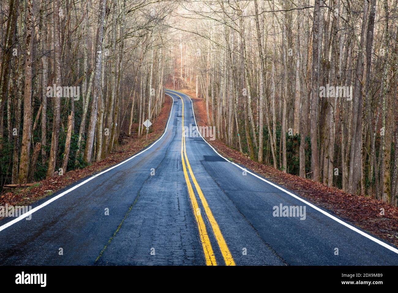 Carretera a través del bosque - cerca de Poinsett Bridge Heritage Preserve - Travelers Rest, Carolina del Sur, EE.UU Foto de stock
