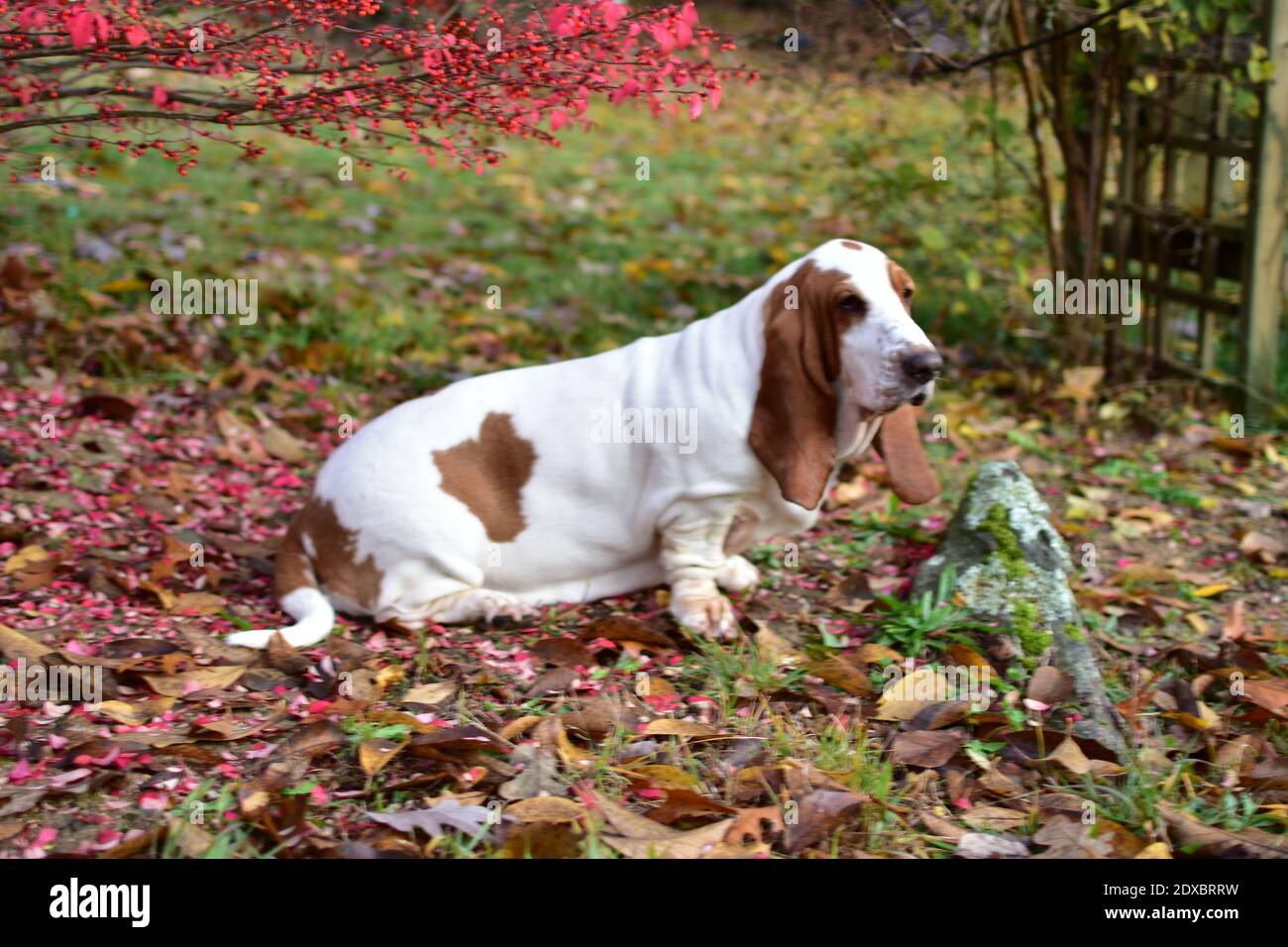 small hound