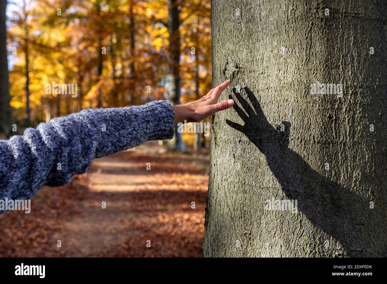 Mujer mano alcanzando para tocar el árbol en el bosque Cannock Chase