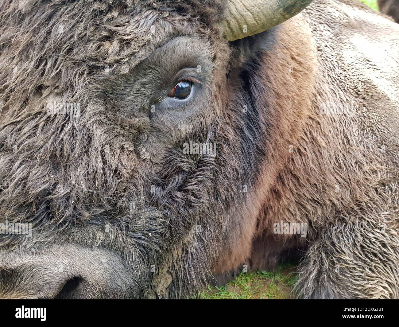 Primer plano Retrato de un bisonte Foto de stock