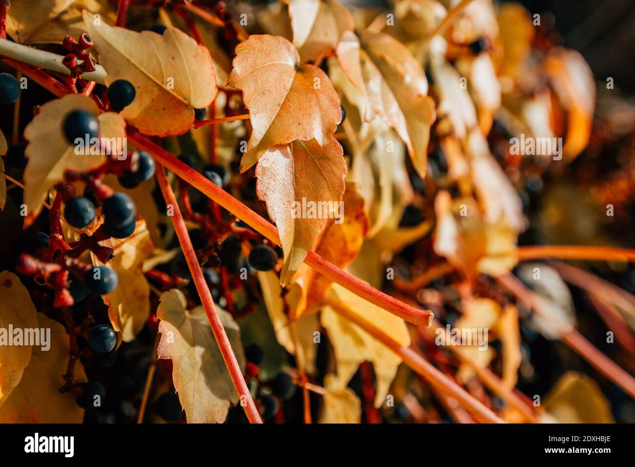 Hojas De Parra Secas Fotos e Imágenes de stock Alamy