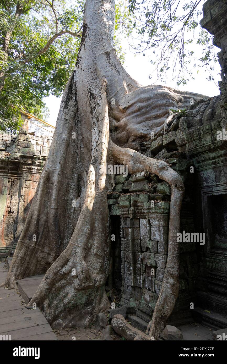 Las raíces de los árboles crecen a través de las paredes de piedra del Angkor Wat templos Foto de stock