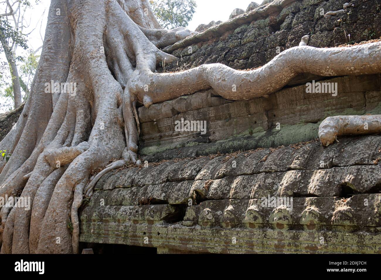 Las raíces de los árboles crecen a través de las paredes de piedra del Angkor Wat templos Foto de stock