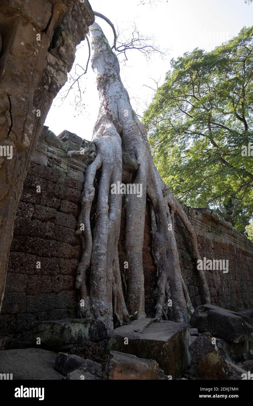Las raíces de los árboles crecen a través de las paredes de piedra de la Preah Templos Khan Foto de stock