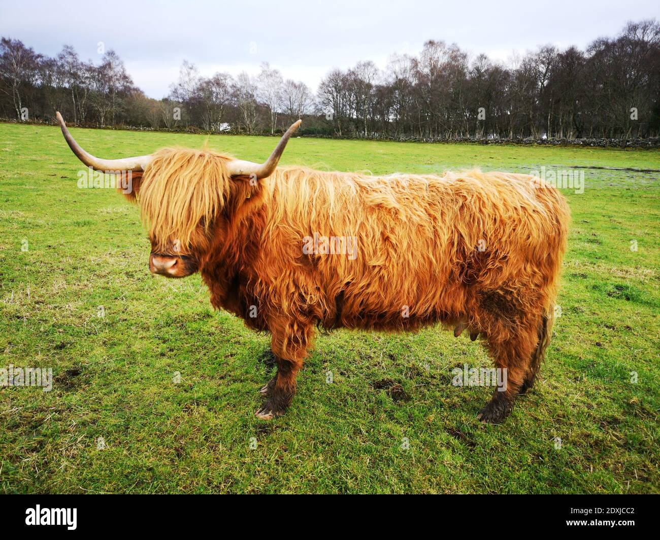 Highland Cattle en un campo Foto de stock