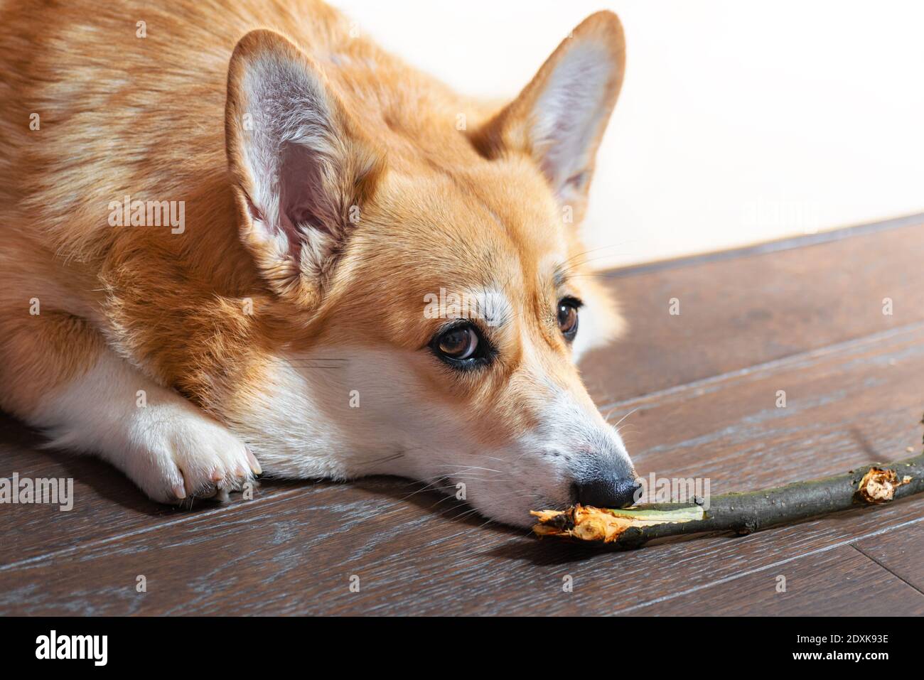 Welsh Pembroke Corgi jugando palo de madera rama interior Foto de stock