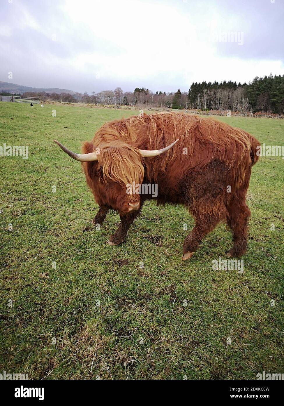 Vaca Highland en un campo Foto de stock