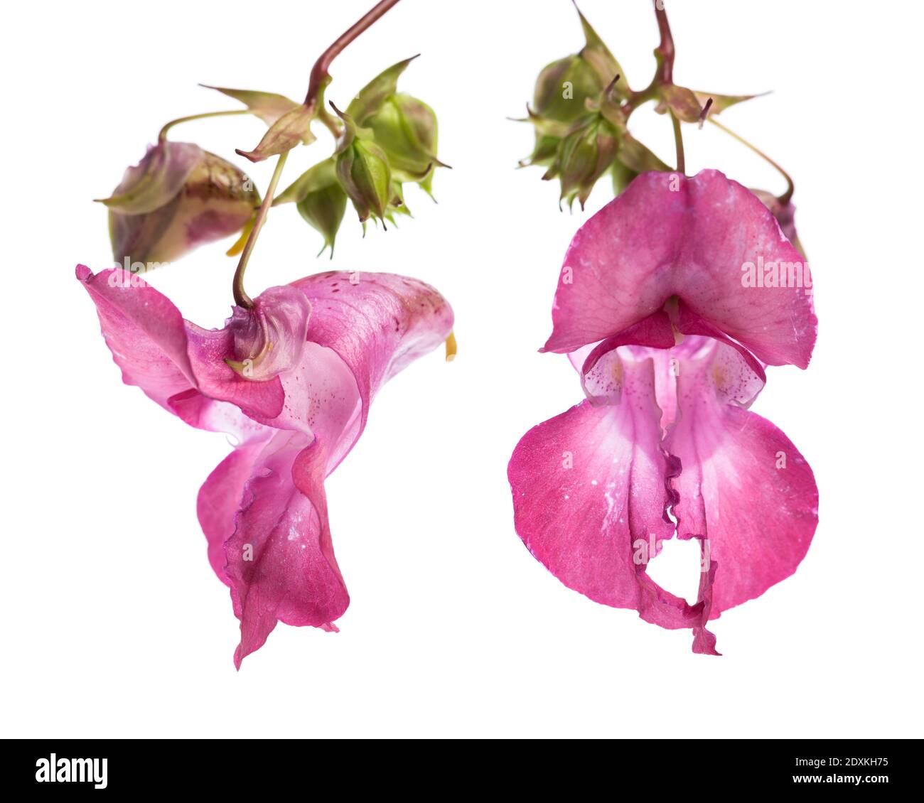 Estudios de plantas: Himalayan Balsam - Balsam India (Impatiens glandulifera) Flor de la parte delantera y lateral Foto de stock