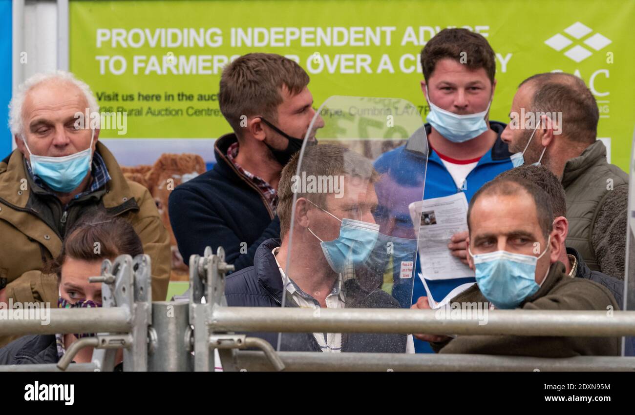 Granjeros con facemasks encendido, asistiendo a una venta en un mercado de subastas durante el Covid-19 Pandemic en 2020 Foto de stock