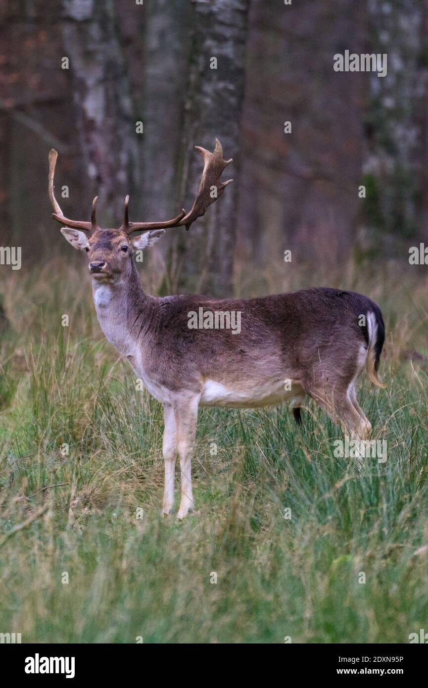 El ciervo barbecho (dama dama) macho (Bucks) se encuentra en la hierba y el bosque, Alemania Foto de stock