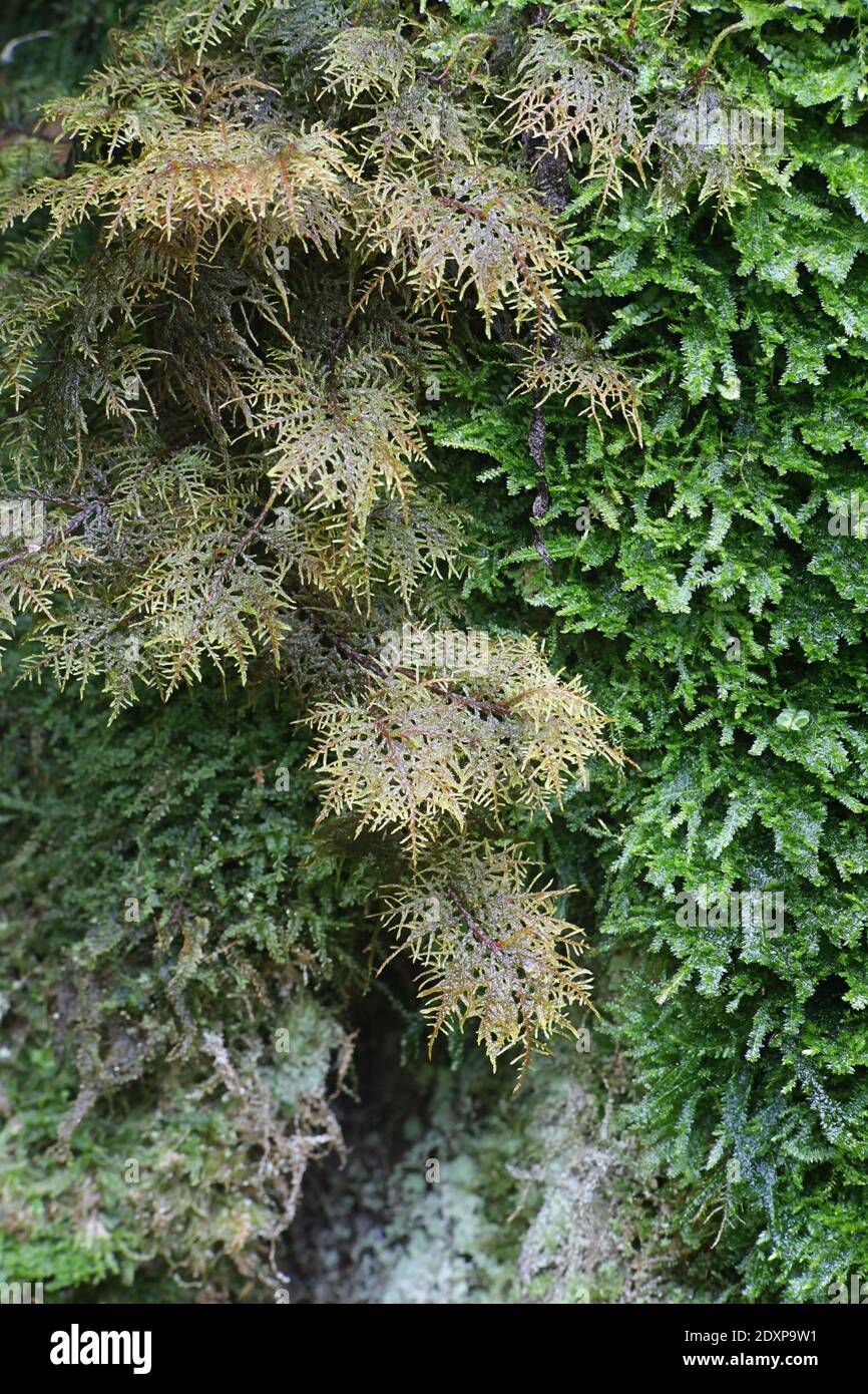 Hylocomoium splendens, comúnmente conocido como bosques brillantes, musgos de plumas espléndidos, musgos escalonadores, y musgos de helechos de montaña Foto de stock